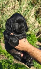 Cocker spaniel inglese con pedigree