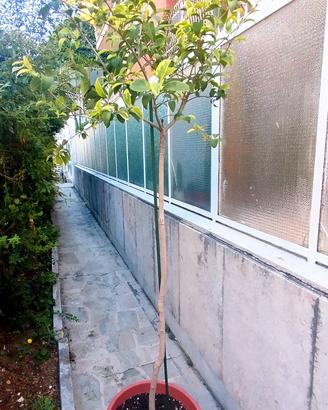 pianta ligustro variegato
