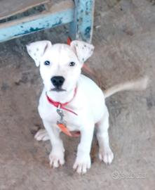 Pitbull