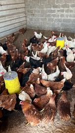 Galline ovaiole