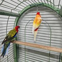 Coppia rosella