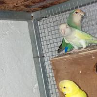 Pappagalli inseparabili