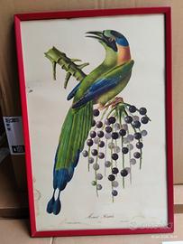 Quadro Vintage Stampa Ornitologica