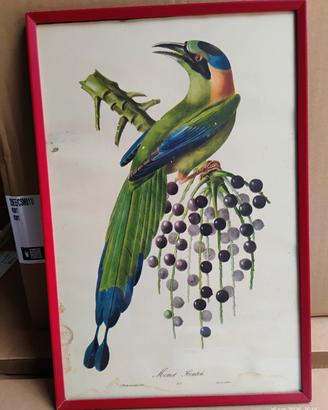 Quadro Vintage Stampa Ornitologica