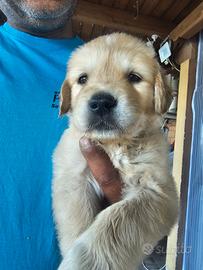 Cuccioli di golden retriver