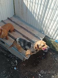 Cani da caccia al coniglio