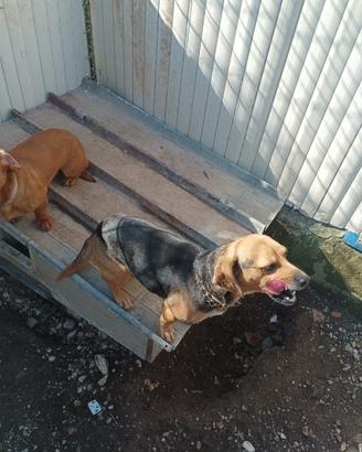 Cani da caccia al coniglio