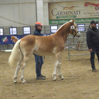 Haflinger puledro