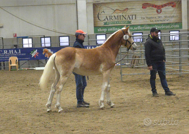 Haflinger