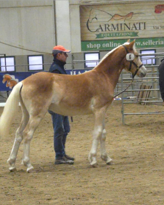 Haflinger puledro