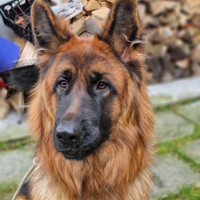 Pastore tedesco pelo lungo da accoppiamento