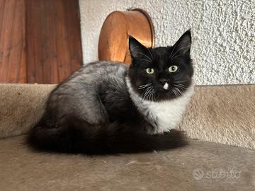 Gattino siberiano ipoallergenico