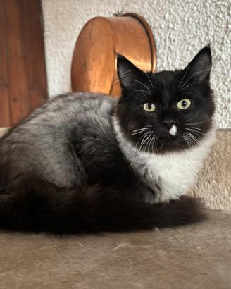 Gattino siberiano ipoallergenico