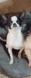 Chihuahua cucciola 7 mesi microscopica