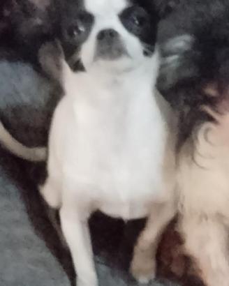 Chihuahua cucciola 7 mesi microscopica