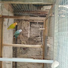 Coppia Inseparabili riproduttiva