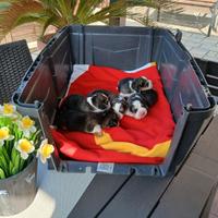 Beagle cuccioli