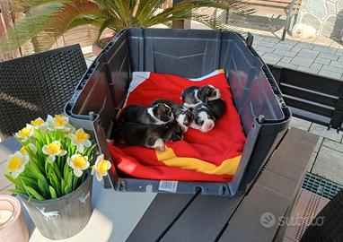 Beagle cuccioli