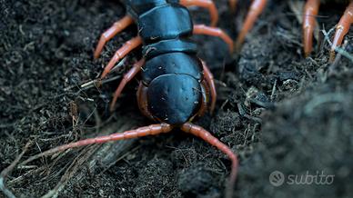 Rhysida longipes, scolopendra coda di fuoco