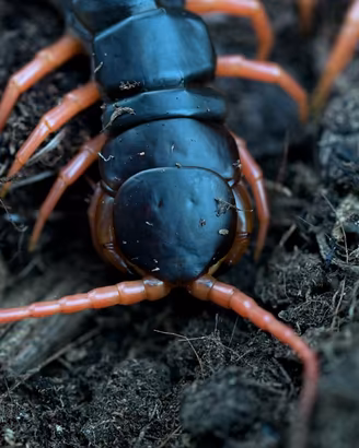 Rhysida longipes, scolopendra coda di fuoco
