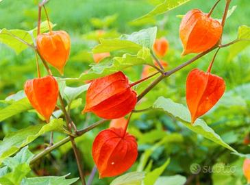 ALCHECHENGI (Physalis Alkekengi)