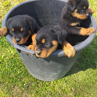 Rottweiler