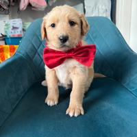 Cuccioli Labrador Golden