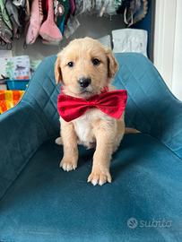 Cuccioli Labrador Golden