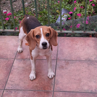 Cane da caccia