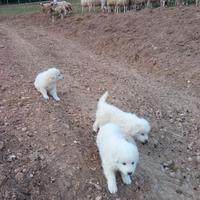 Cuccioli di pastore maremmano incantevoli