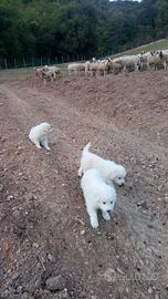 Cuccioli di pastore maremmano incantevoli