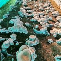 ballette funghi cardoncelli 