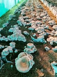 ballette funghi cardoncelli 