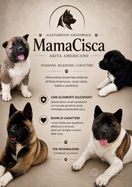 Cuccioli di Akita americano