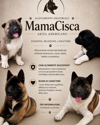 Cuccioli di Akita americano
