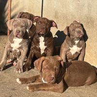 American Bully XL CUCCIOLI