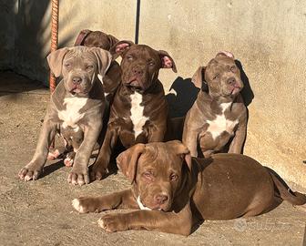 American Bully XL CUCCIOLI