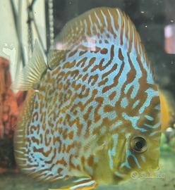 Discus