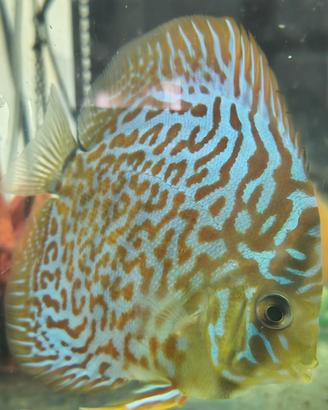 Discus