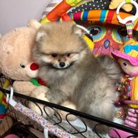 Cuccioli spitz pomerania