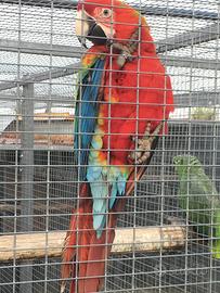 Ara ( Ararauna) e Ara (cloroptea)