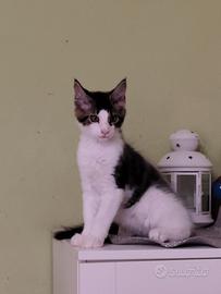 Maine coon