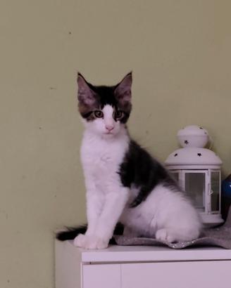 Maine coon