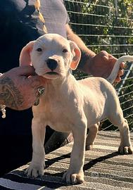 Dogo argentino
