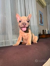 Cucciola di Bulldog Francese
