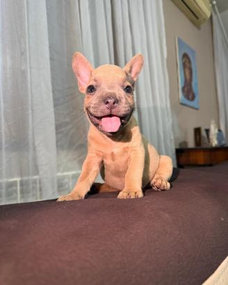 Cucciola di Bulldog Francese