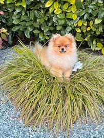 Spitz Pomerania