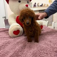 Barboncino (barbone) TOY Fulvo