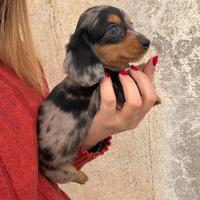 Arlecchino Silver Pelo Lungo Bassotto