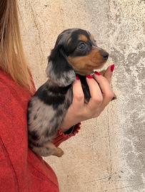 Arlecchino Silver Pelo Lungo Bassotto